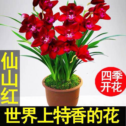 超香 兰花苗仙山红 名贵中透花卉绿植室内盆栽四季建兰兰草 - 图0