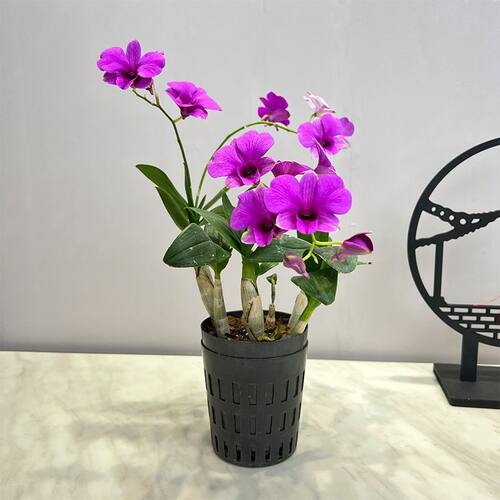 红泼墨石斛 梦香文心兰 室内盆栽花卉绿植净化空气水培植物 - 图0