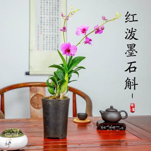 红泼墨石斛 梦香文心兰 室内盆栽花卉绿植净化空气水培植物 - 图1