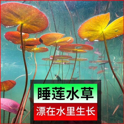 一叶莲浮萍水草水培植物水葫芦鱼缸造景水芙蓉真草水生睡碗莲净水 - 图1