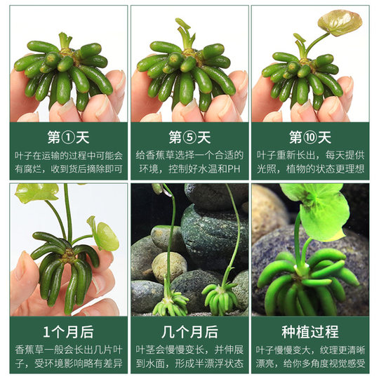 Banana, water plants, fish tank landscaping for beginners and lazy people