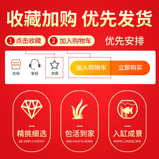 Green chrysanthemum aquatic grass grows fast and tall stem grass