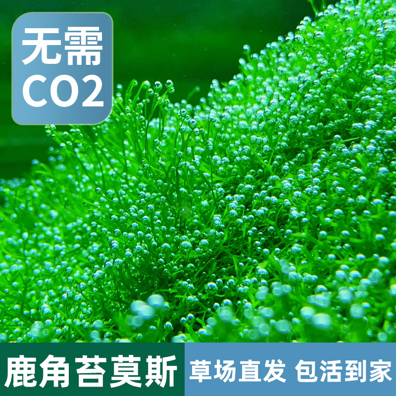 鹿角苔莫斯水草增氧鱼缸造景植物淡水冒泡慕斯片定植阴性前景草坪 - 图0