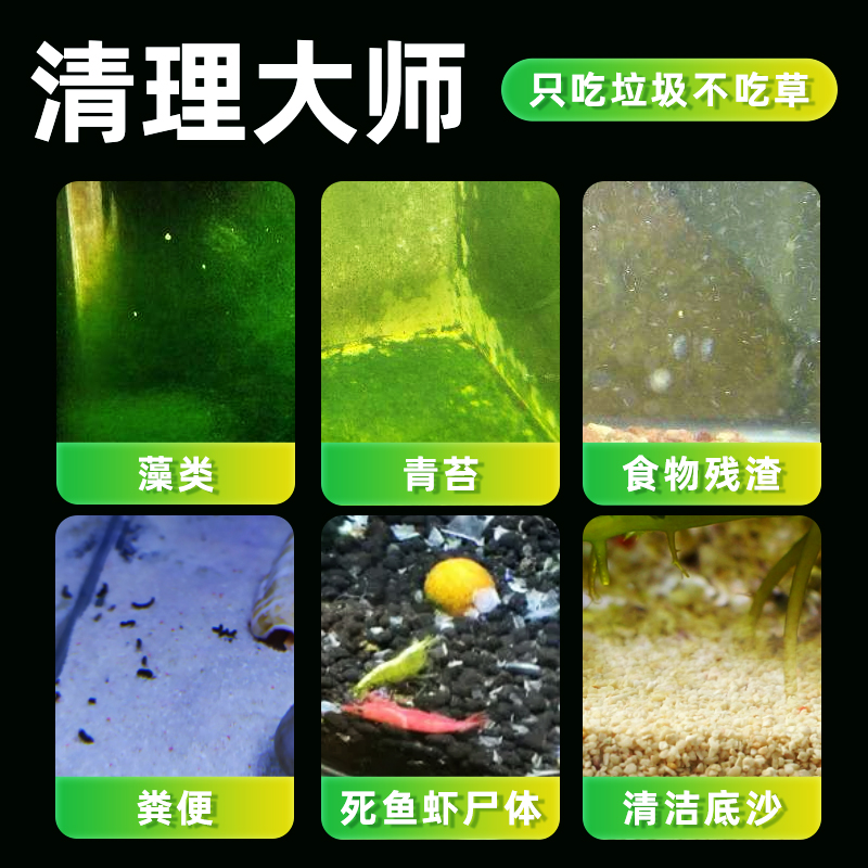观赏鱼清道夫金苔鼠清洁工除藻工具鱼鼠鱼吃垃圾鱼孔雀鱼小鱼鱼缸-图0