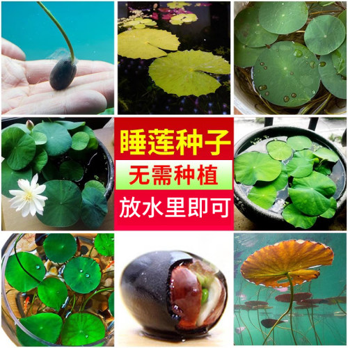 一叶莲浮萍水草水培植物水葫芦鱼缸造景水芙蓉真草水生睡碗莲净水 - 图0