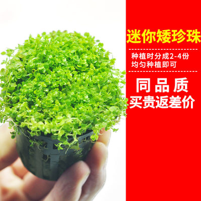 前景爬地矮珍珠鱼缸水草造景植物真草活净水阴性草牛毛新手鹿角苔 虎窝淘