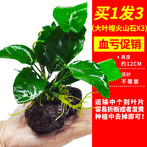 火山石水草植物真草鱼缸水草造景懒人新手养鱼套餐后景坨草蜈蚣草 - 图2