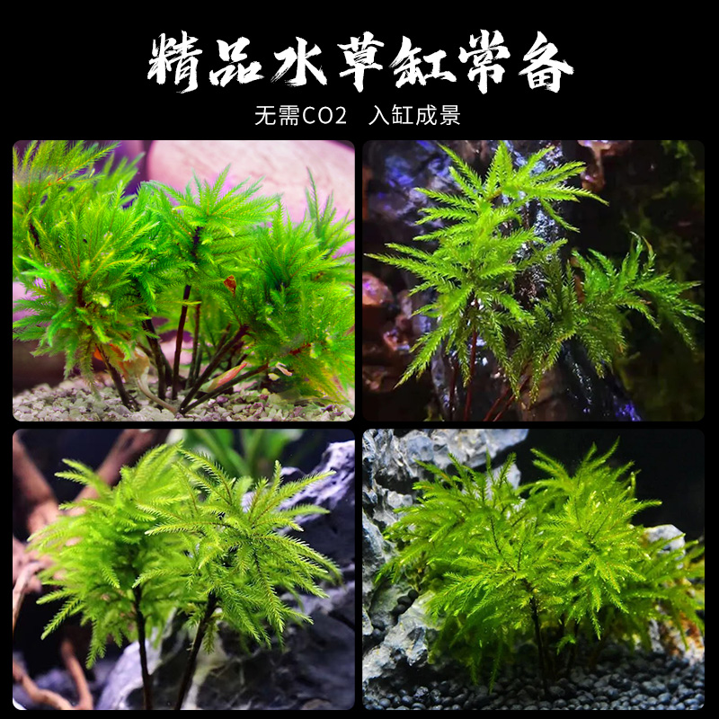 万年藓水草植物真草鱼缸造景雨林缸活体新手易活鹿角藓水培前景草 - 图2