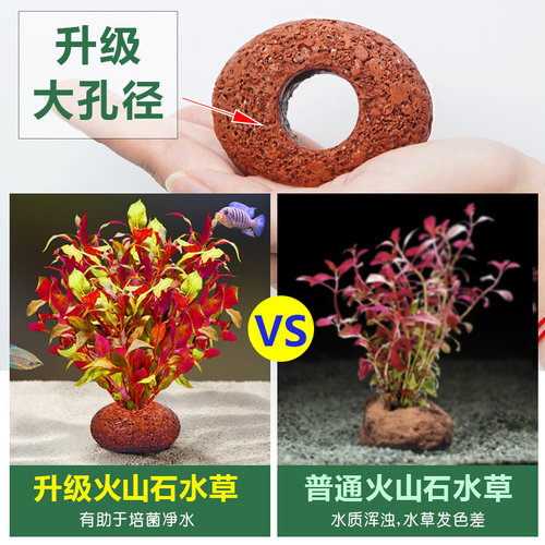 火山石水草植物鱼缸造景真草水培蜈蚣草水榕阴性绿菊净化水质套餐 - 图3