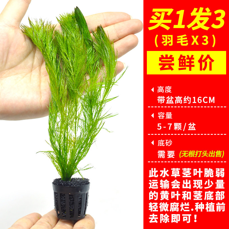 鱼缸水草植物真水草造景套餐蜈蚣草绿菊阴性水草增养新手懒人水草 花百年旗舰店 淘优券
