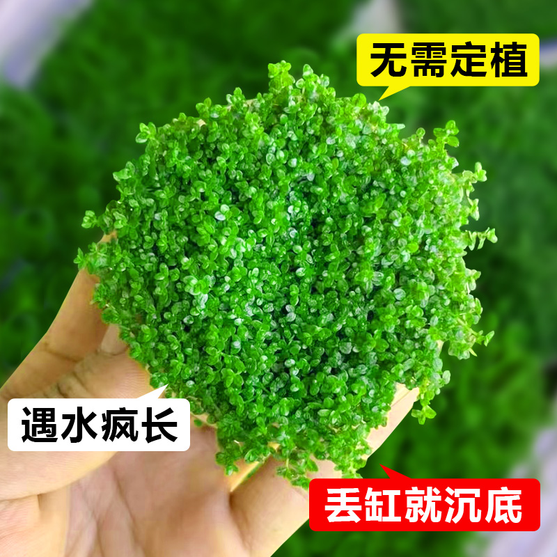 爬地矮珍珠水草日本趴地高珍珠草植物生态鱼缸造景草坪专用净水草