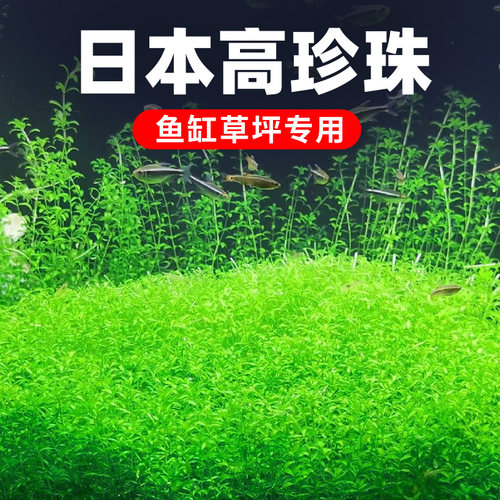 前景草爬地矮珍珠鱼缸水草植物真草活净水阴性草新手无菌杯牛毛 - 图2