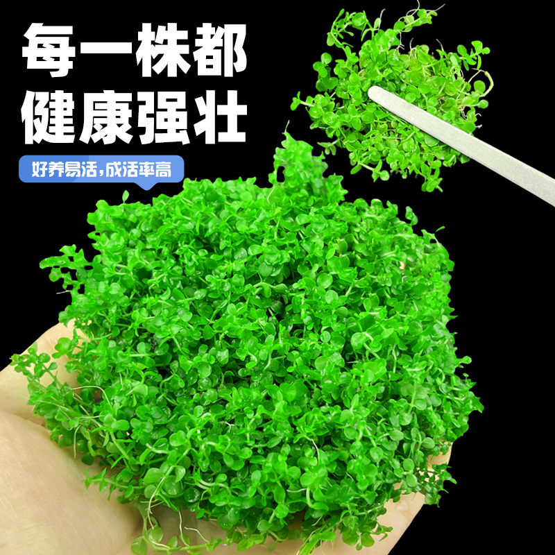 爬地矮珍珠水草日本趴地高珍珠草植物生态鱼缸造景草坪专用净水草