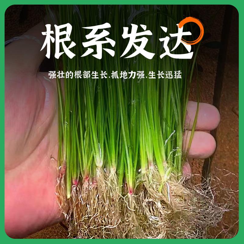 细叶水兰水草植物鱼缸造景丝带水兰ADA造景专用无co2新手阴性真草