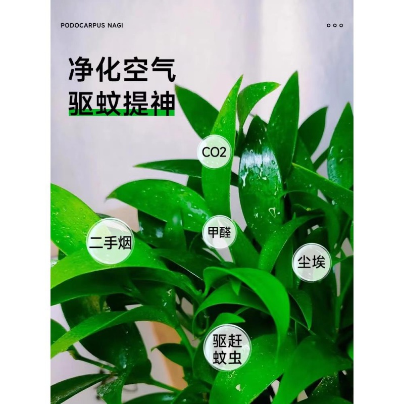 驱蚊竹水培植物室内水养绿植花卉盆栽办公室桌面四季常青好养 - 图2