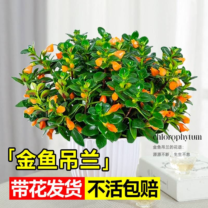 金鱼吊兰盆栽带花苞花卉植物室内花好养活常青绿植茉莉花四季开花 - 图1