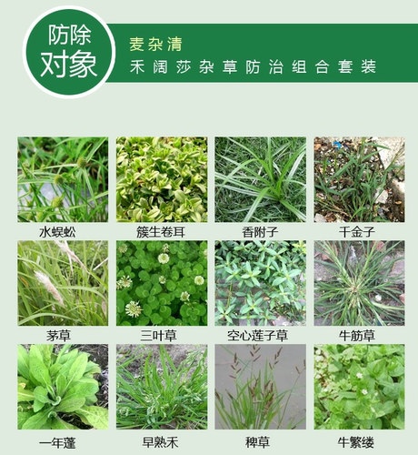 靓禾麦杂清麦冬吉祥草兰花三七草坪专业除草剂除尖叶阔叶莎草杂草 - 图0