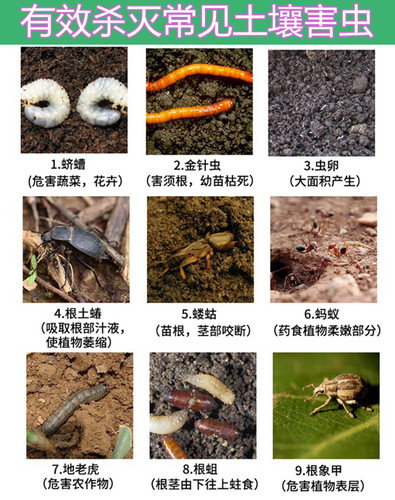 辛硫磷颗粒土蚕蛴螬鼠妇马陆蝼蛄千足虫地老虎地下害虫土壤杀虫剂 - 图0