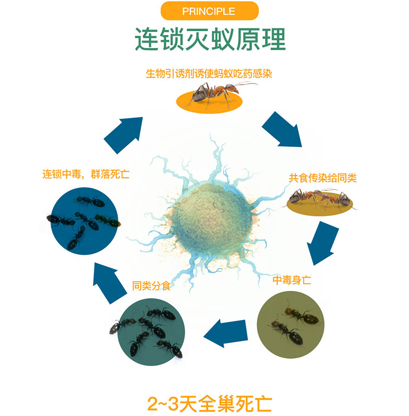 蚂蚁药粉达豪强力灭蚁饵剂杀黄黑红蚂蚁家用微毒全窝端灭蚁清微毒 - 图1