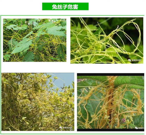 淇林菟丝净黄杨苗木绿篱菟丝子黄丝藤金丝藤专用除草剂整套24克装 - 图1