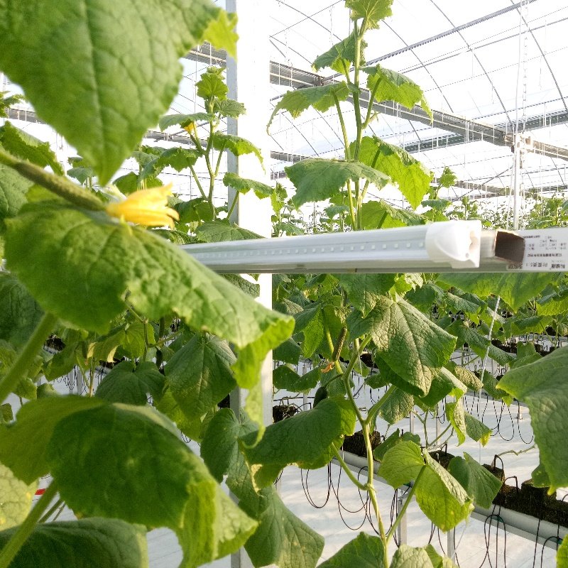 科维隆led植物补光灯全光谱仿太阳光花卉蔬菜热植组培植物生长灯,淘宝优惠券,粉丝福利购,淘宝优惠卷