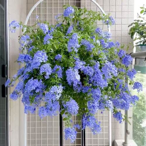 蓝雪花绿植盆栽室内室外阳台绿植开花净化空气美观庭院爬藤植物 - 图1