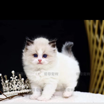 布偶猫幼猫海双纯种长毛宠物猫咪活物实拍实价7000正规猫舍 虎窝淘