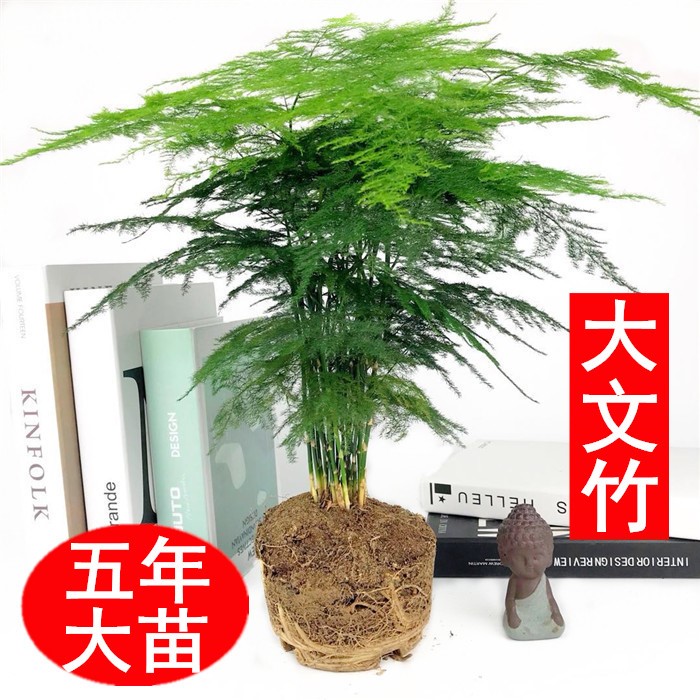 文竹盆景植物 室内绿色盆栽桌面吸甲醛净化空气观叶花卉绿植包邮