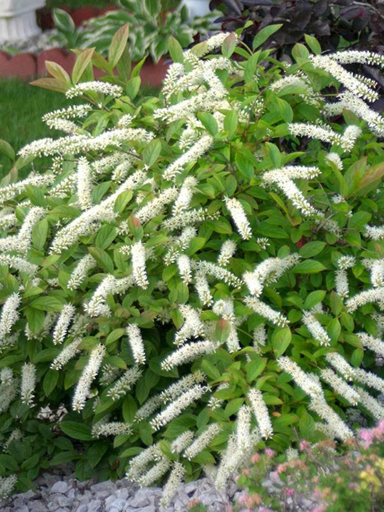 海蒂的花园重瓣绣线菊黄金喷泉喷雪花溲疏雪樱花耐寒耐冻花卉室外 - 图2