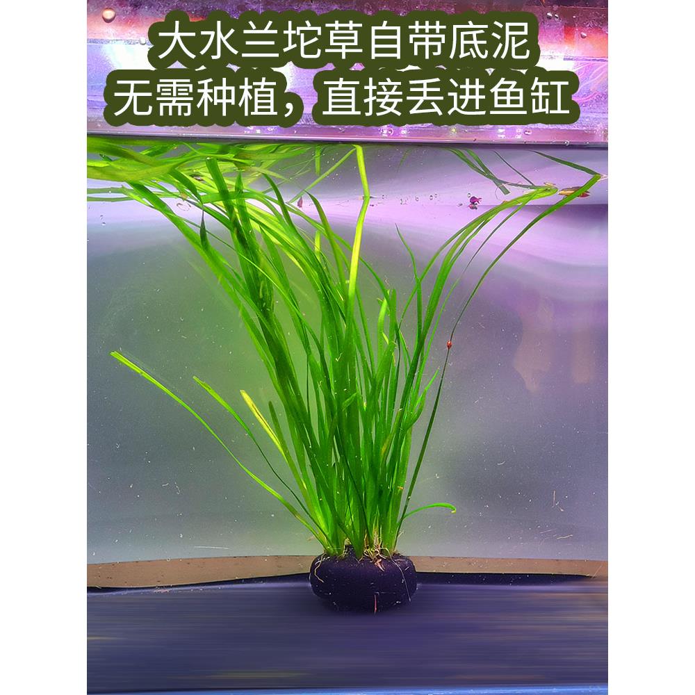 大小水兰水草 溪流造景生态原始自然古法缸新手易活好养鱼缸后景 - 图2