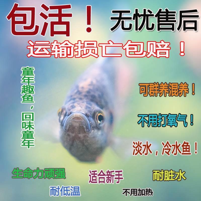 中国斗鱼活体活鱼冷水淡水观赏鱼好养耐活金鱼小型菩萨鱼苗观赏鱼 - 图0