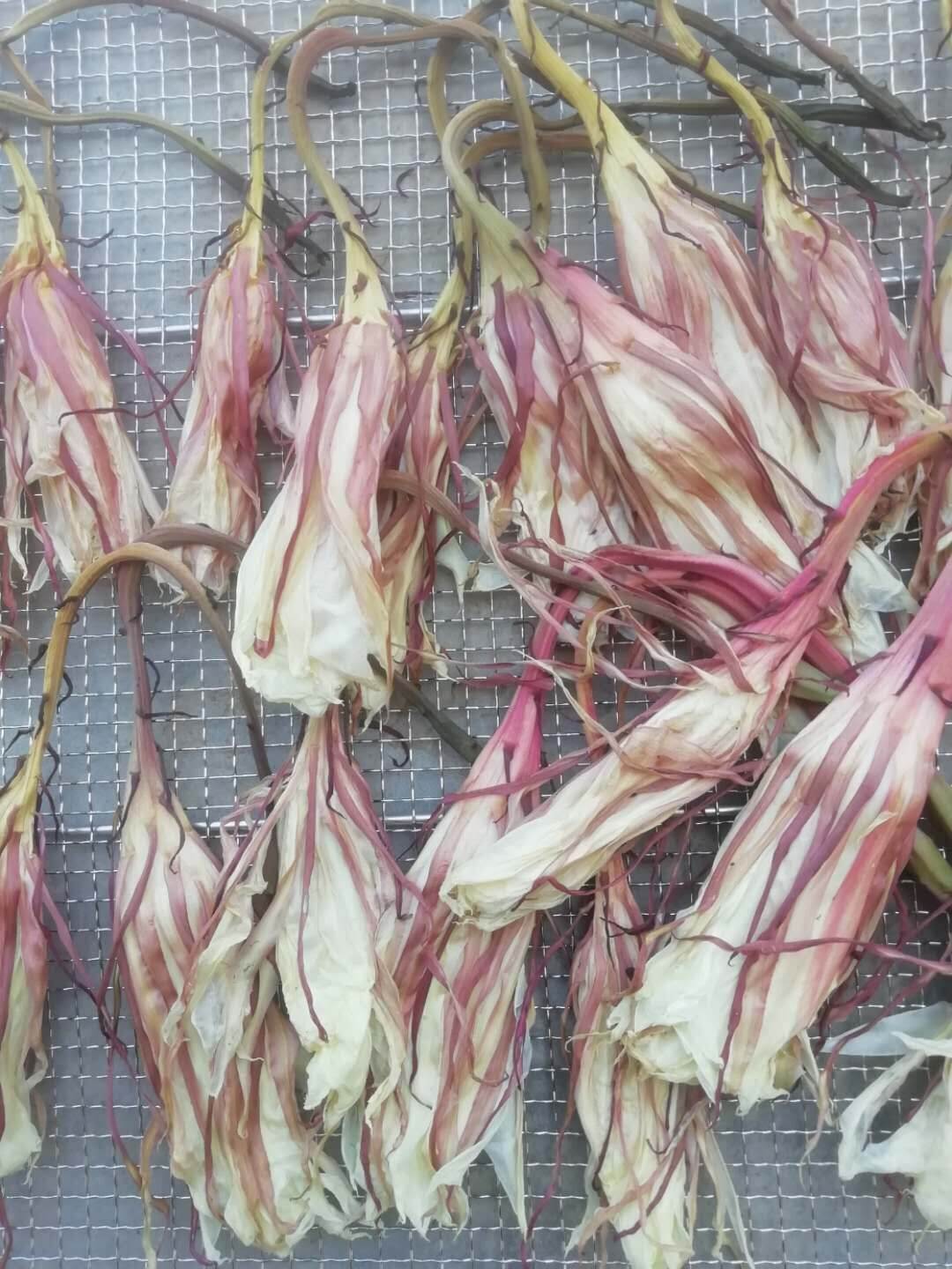 食用昙花干 琼花干花朵 新鲜昙花烘干 煲汤干货可食用 1罐10朵装 - 图3