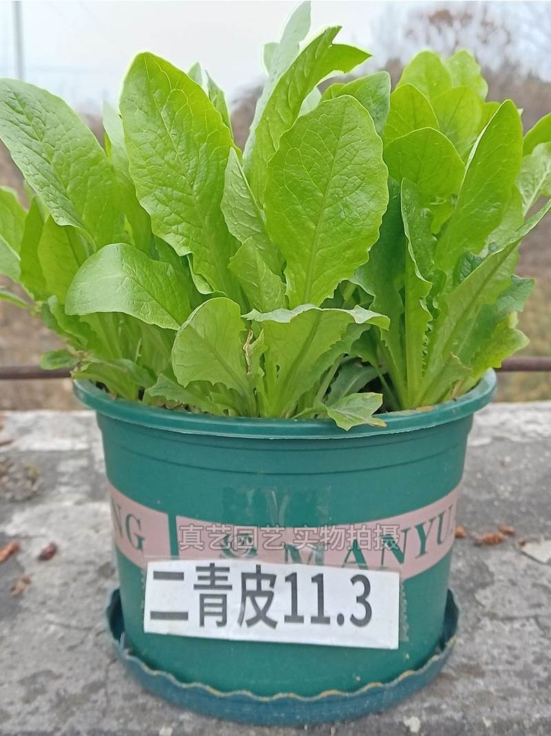 蔬菜种子四季播种阳台农家庭院盆栽生菜菠菜韭菜香菜草莓籽孑包邮-图2