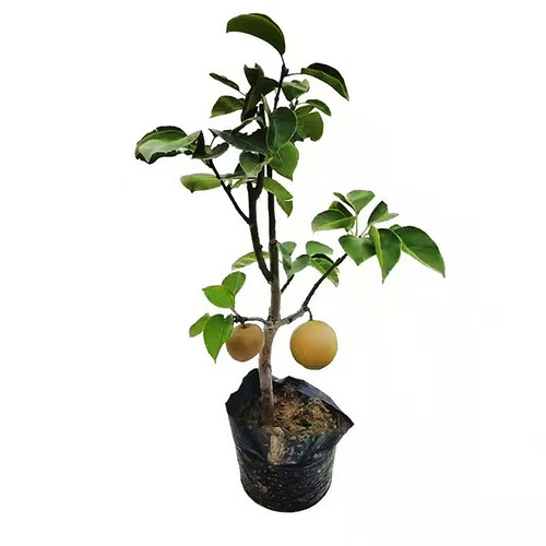 嫁接秋月梨树苗 晚熟果树苗梨苗 庭院盆栽地栽南北方种植当年结果 - 图3