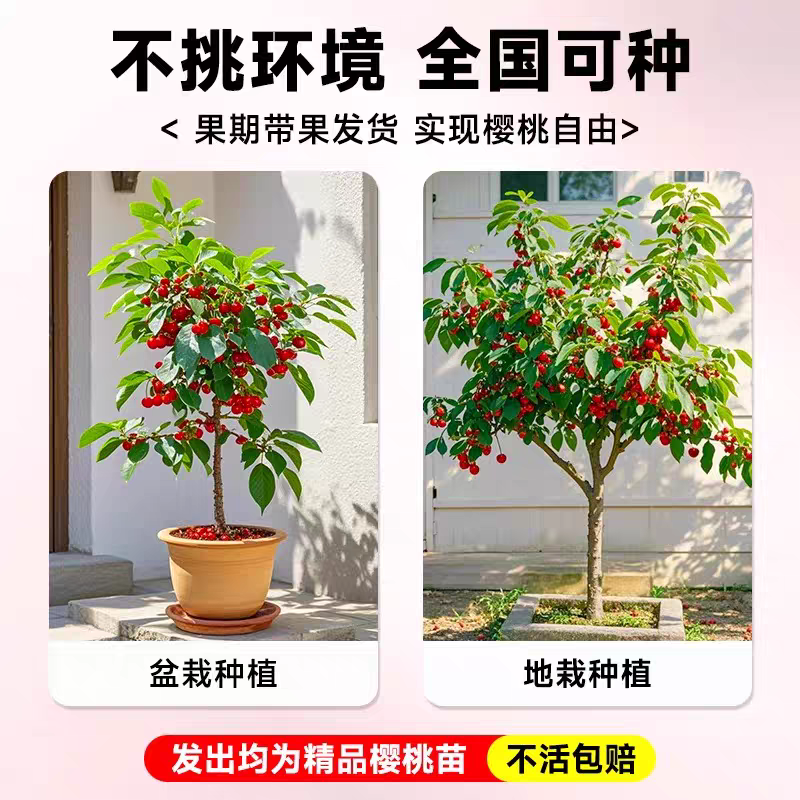 车厘子树苗盆栽地栽樱桃树果苗南北方种植当年结果樱桃树大樱桃苗,淘宝优惠券,粉丝福利购,淘宝优惠卷