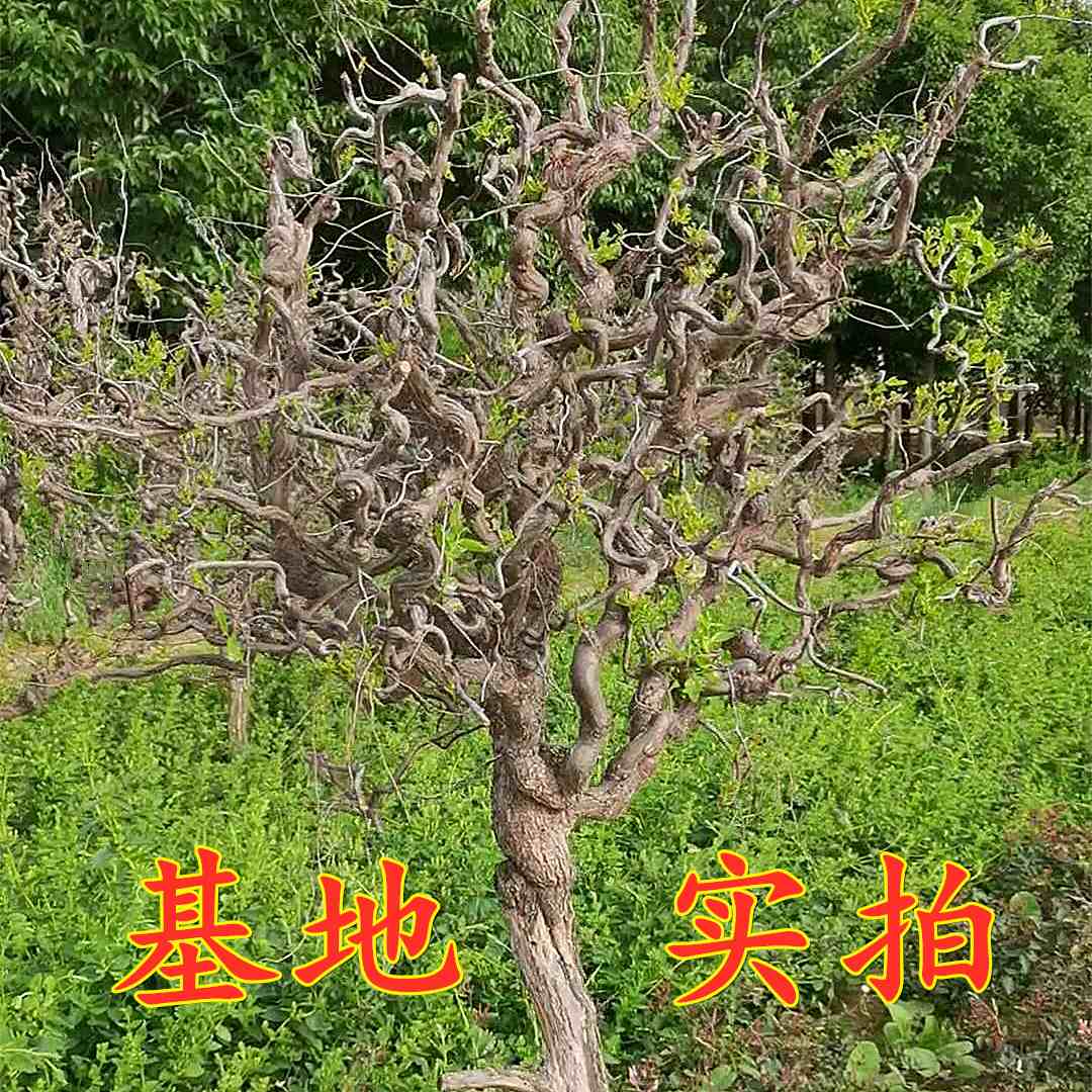 龙须枣树苗 庭院南北方种植盆栽地栽龙爪盘龙枣造型古树当年结果 - 图1