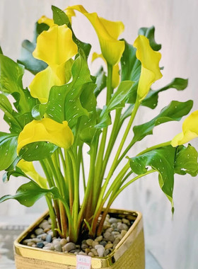 彩色马蹄莲种球进口多年生根块耐寒庭院阳台盆栽风信子百合花卉