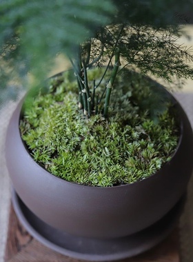 文竹紫砂陶瓷盆苔藓白发藓绿植室内盆栽中式禅意办公室摆件盆景客