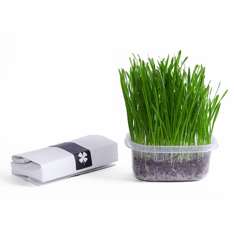 猫草营养土非已种好种植盆猫零食猫薄荷盆栽草种懒人水培种子套装