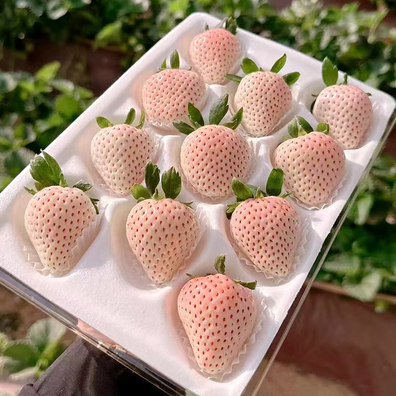 丹东草莓淡雪白草莓新鲜水果礼盒装白雪公主奶油草莓新年礼物