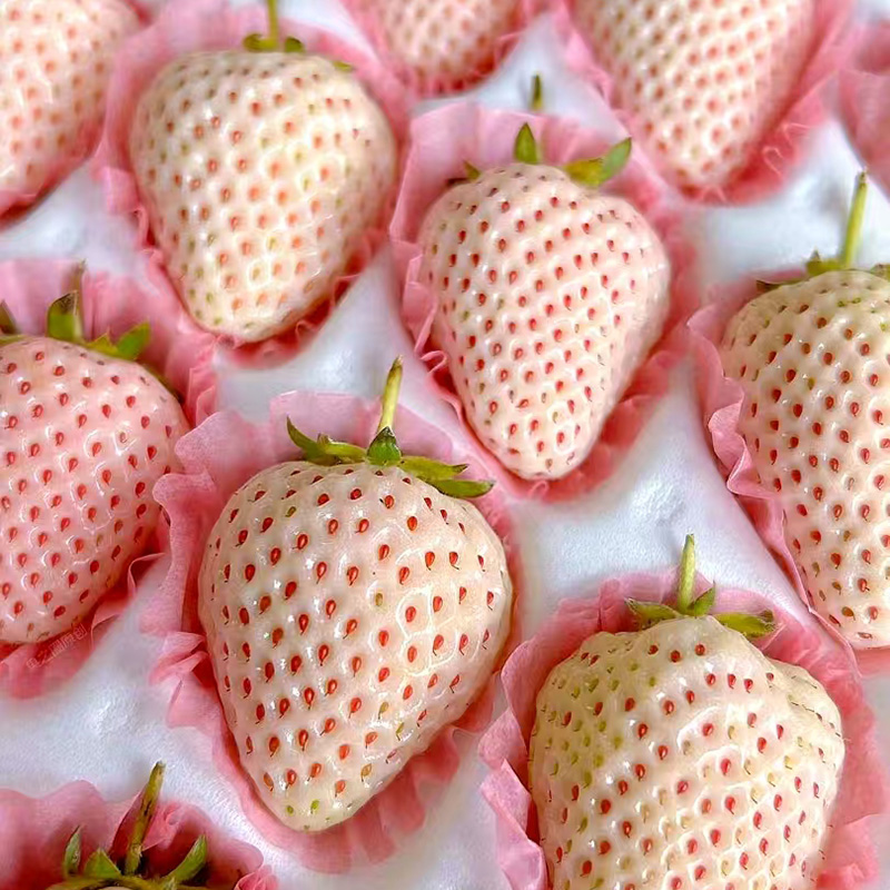 丹东草莓淡雪白草莓新鲜水果礼盒装白雪公主奶油草莓新年礼物