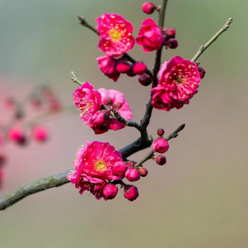 骨里红原生红梅花树苗盆栽老桩庭院耐寒树状植物浓香高杆绿梅树苗-图2