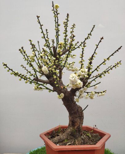 耐寒梅花盆栽原生骨里红树梅苗绿梅盆景庭院阳台植物老桩腊梅花苗 - 图2