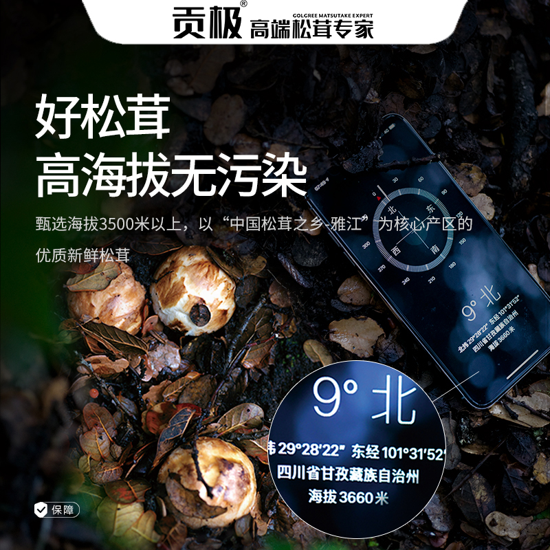 贡极冻干松茸菌菇类干货年货节营养品送礼长辈礼盒有机松茸干片