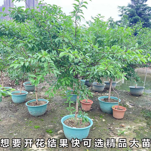 钱排银妃三华李树苗特大树水果苗红心李子树苗果树带土发货盆地栽 - 图3