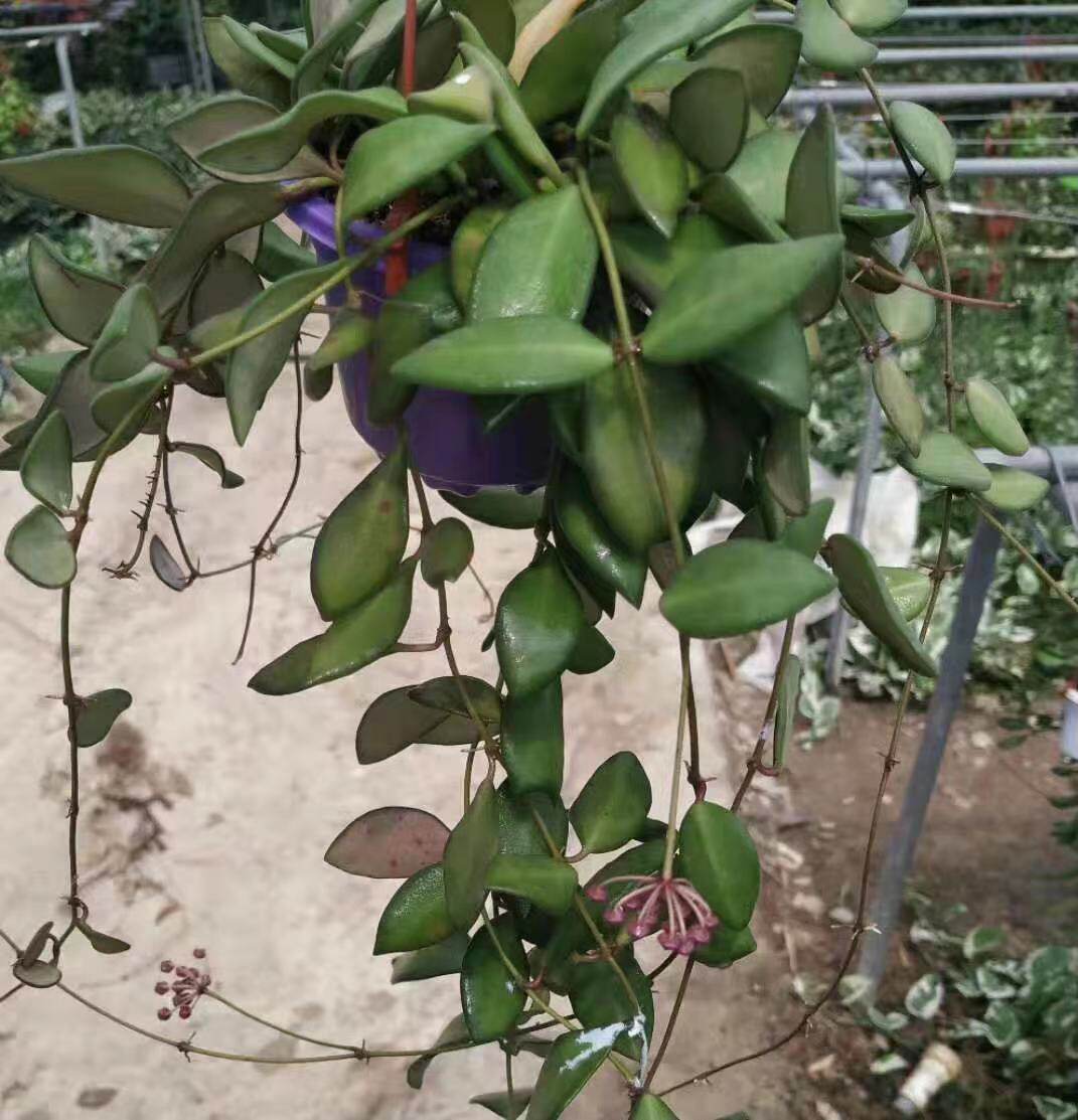 绿宝石球兰 垂吊攀援花卉 绣球花盆栽绿植四季常青