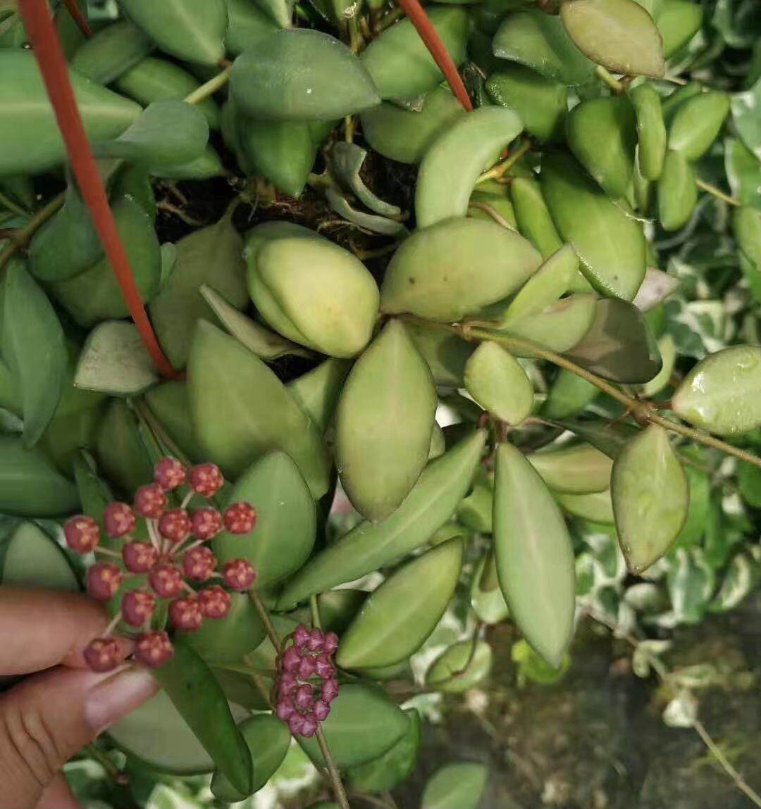 绿宝石球兰 垂吊攀援花卉 绣球花盆栽绿植四季常青