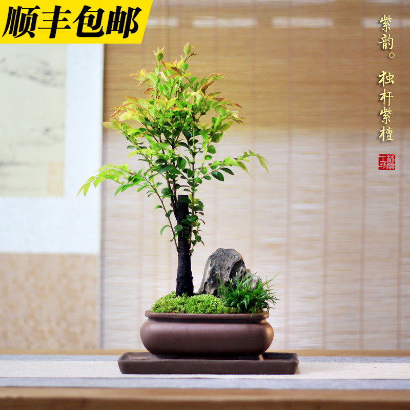 紫檀盆栽 新人首单立减十元 22年3月 淘宝海外