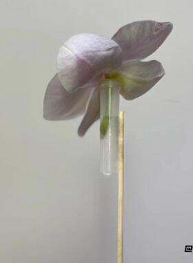 保水管培养花店试管保鲜储水养花洋兰管包装培养管绣球鲜花蓄水