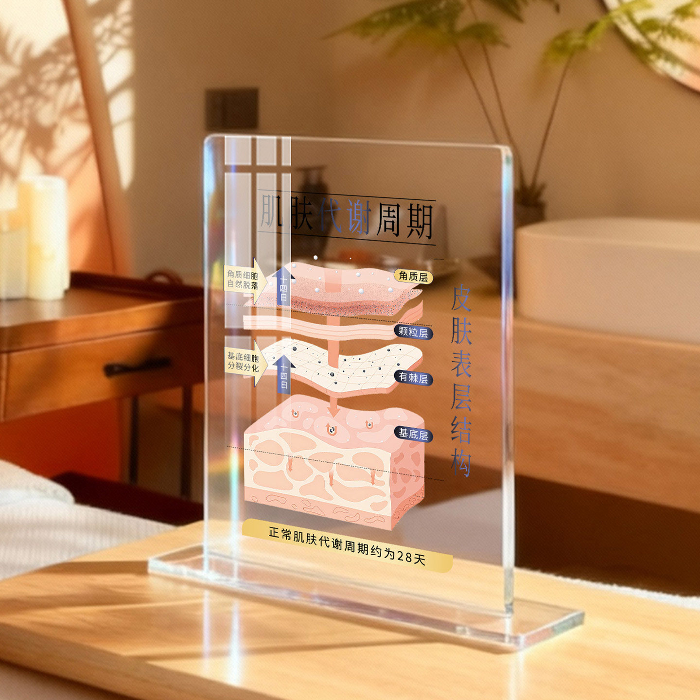 美容院台卡摆台定制透明水光针面部诊皮肤结构分层抗衰代谢定做医美肌肤中胚层解剖图立牌桌牌模型设计展示牌,淘宝优惠券,粉丝福利购,淘宝优惠卷